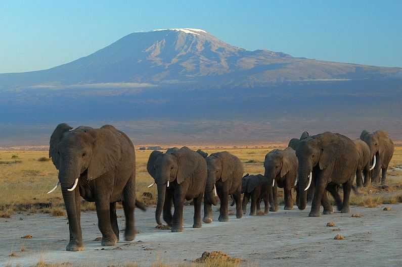 Top 10 Big Game Safari Destinations, Amboseli National Park