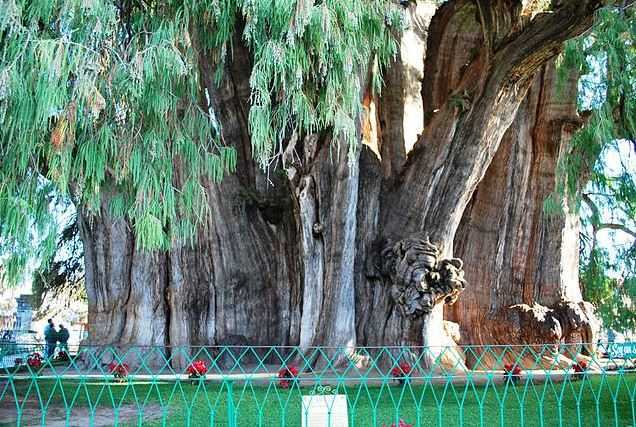 Top 10 Most Famous Trees in the World, Arbol del Tule
