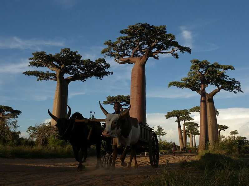 Top 10 Most Famous Trees in the World, Avenue of the Baobabs