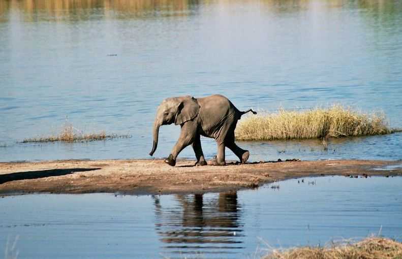 Top 10 Big Game Safari Destinations, Chobe National Park
