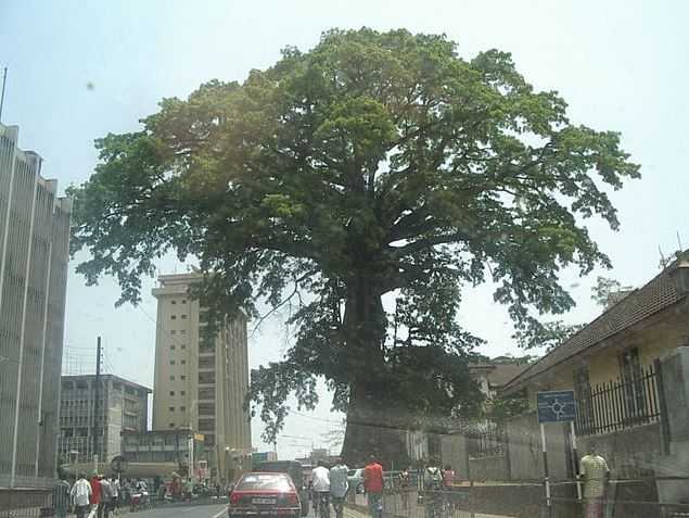 Top 10 Most Famous Trees in the World, Cotton Tree