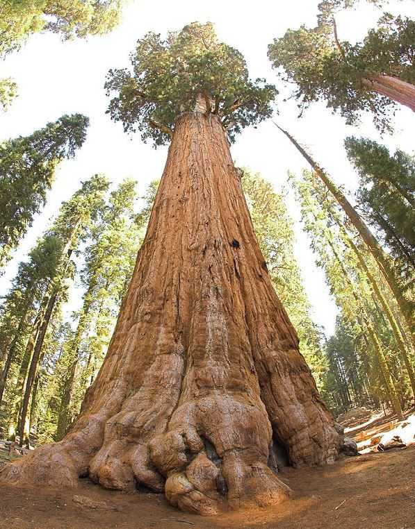 Top 10 Most Famous Trees in the World, General Sherman