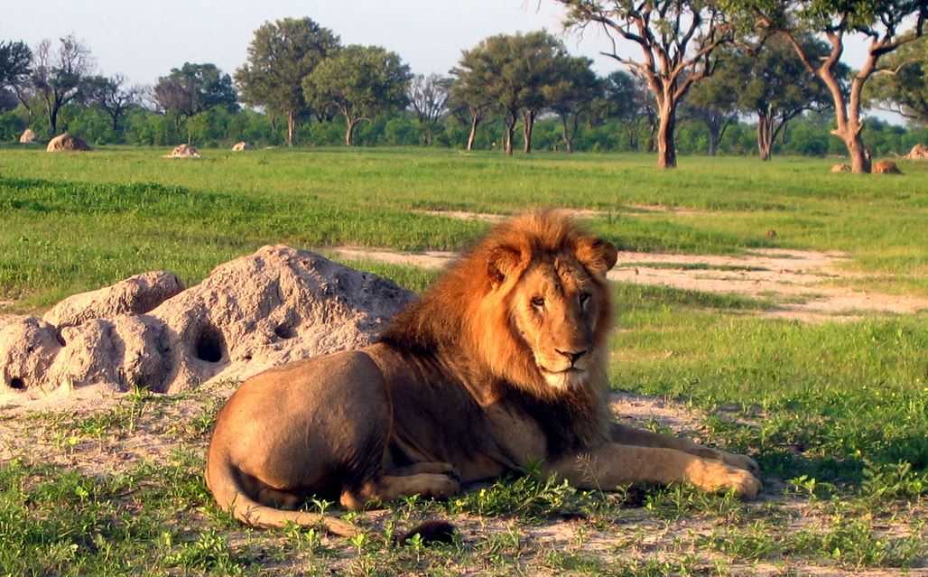Top 10 Big Game Safari Destinations, Hwange National Park