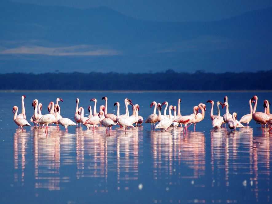 Top 10 Most Beautiful Lakes around the World, Lake Nakuru