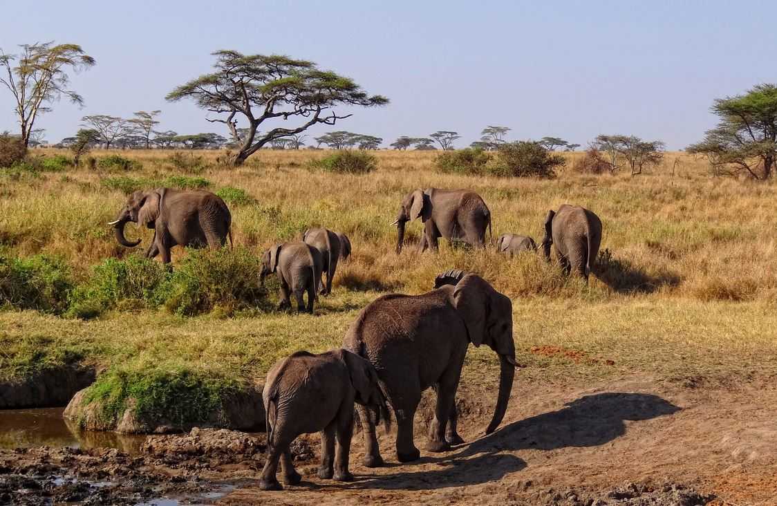 Top 10 Big Game Safari Destinations, Serengeti National Park