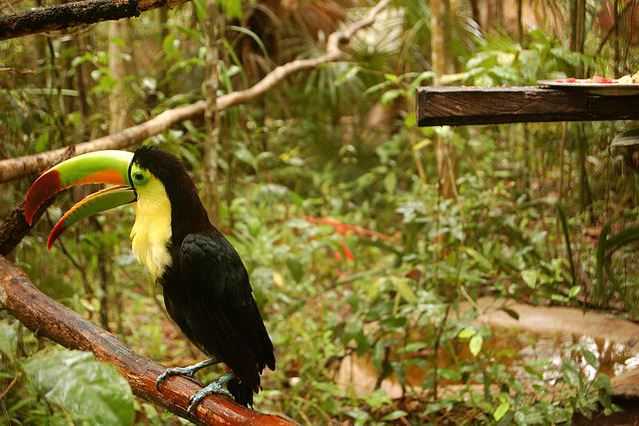 Top 10 Tourist Attractions in Belize, Belize Zoo