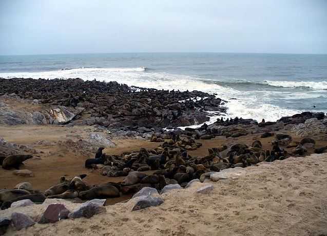 Top 10 Tourist Attractions in Namibia, Cape Cross