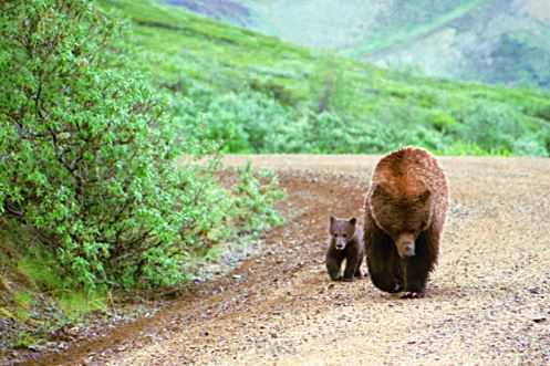 Top 10 Best Destinations for a Bear Safari, Denali National Park