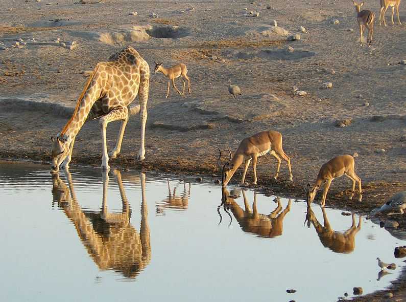 Top 10 Tourist Attractions in Namibia, Etosha National Park