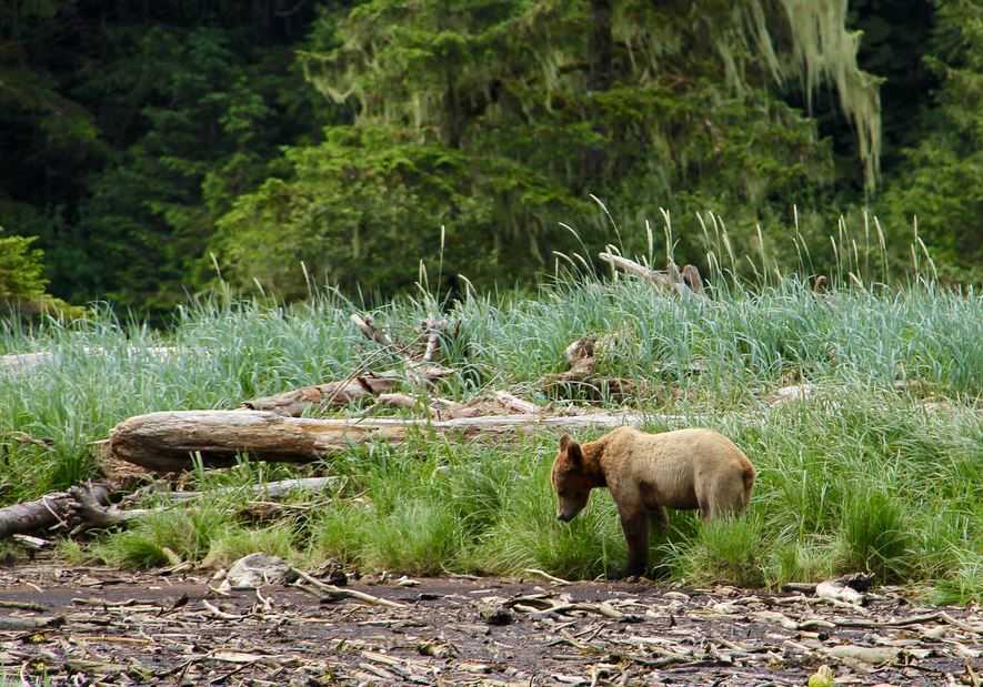 Top 10 Best Destinations for a Bear Safari, Knight Inlet