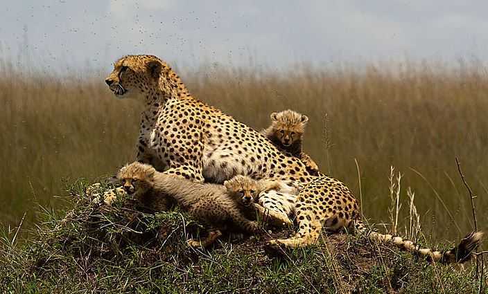 Top 10 Tourist Attractions in Kenya, Masai Mara National Reserve