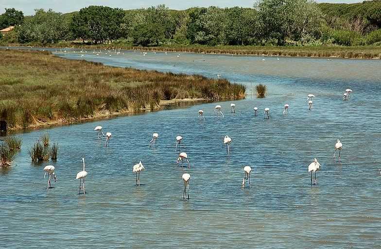 Top 10 Most Important Wetlands in the World, Camargue