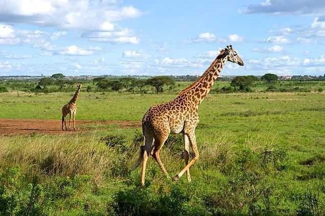 Top 10 Tourist Attractions in Kenya, Nairobi National Park