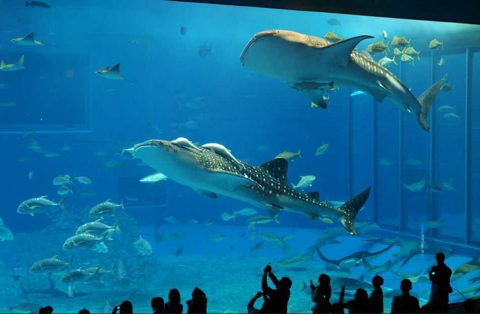 Top 10 Largest Aquariums in the World, Okinawa Churaumi Aquarium