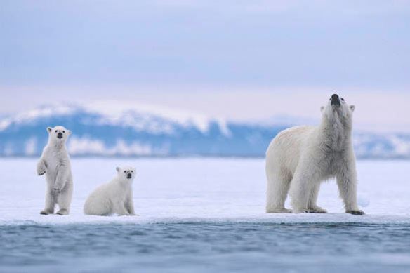 Top 10 Best Destinations for a Bear Safari, Svalbard Polar Bear Safari