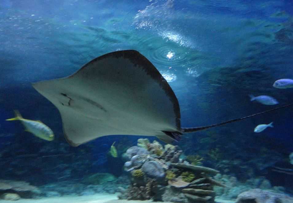 Top 10 Largest Aquariums in the World, Turkuazoo