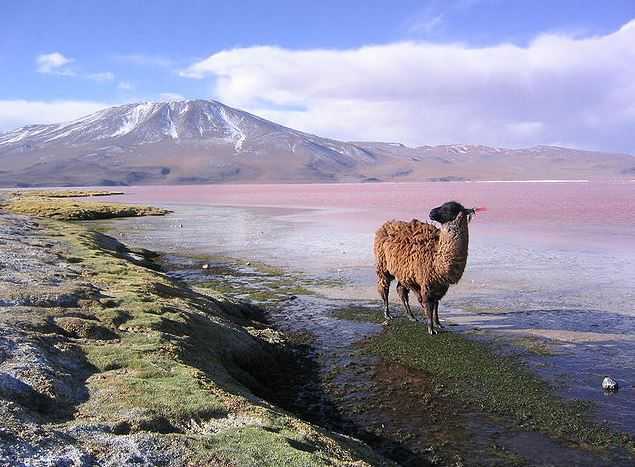 Reserva Eduardo Avaroa, things to do in Bolivia