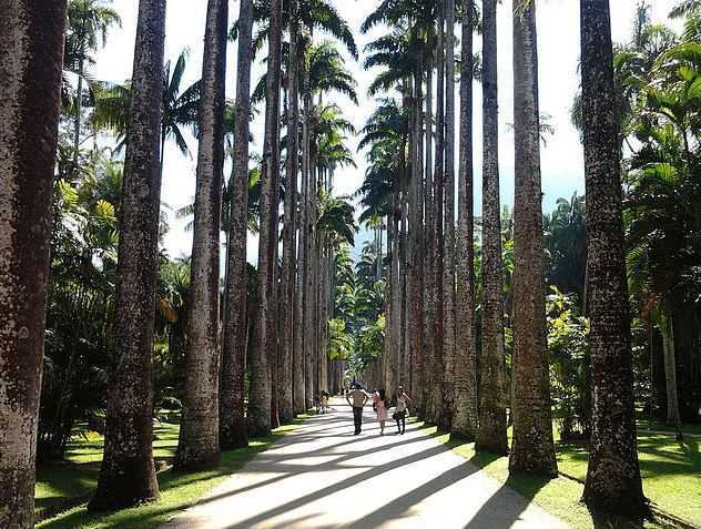 jardim-botanico, what to do in Rio de Janeiro