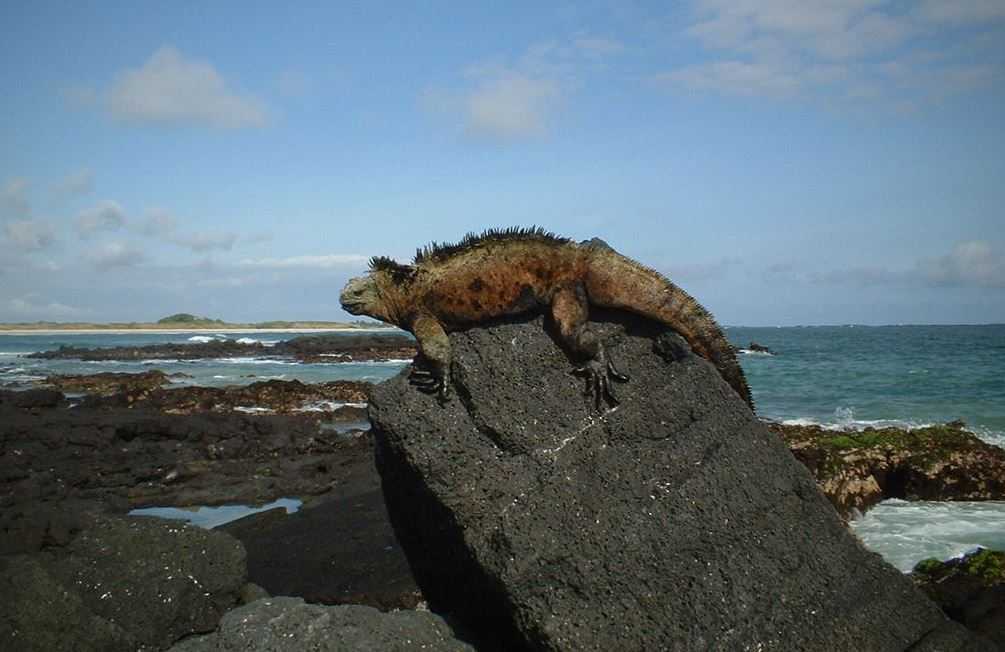 Top 10 Greatest Island Ecosystems of the World, Galapagos Islands