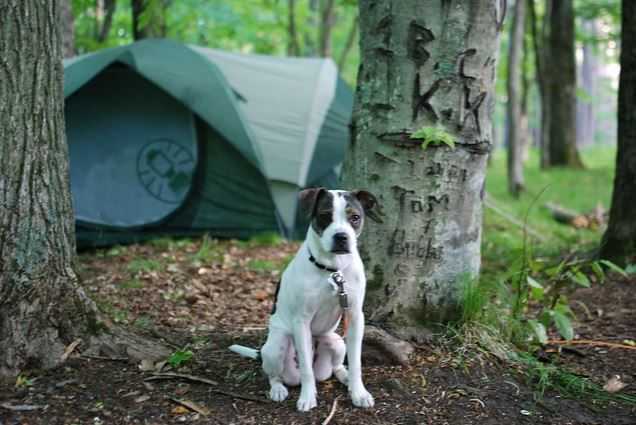 best tent for camping with dog